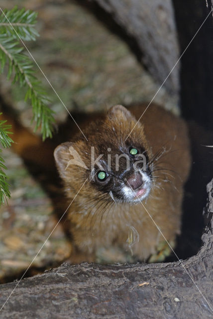 Siberian weasel (Mustela sibirica)