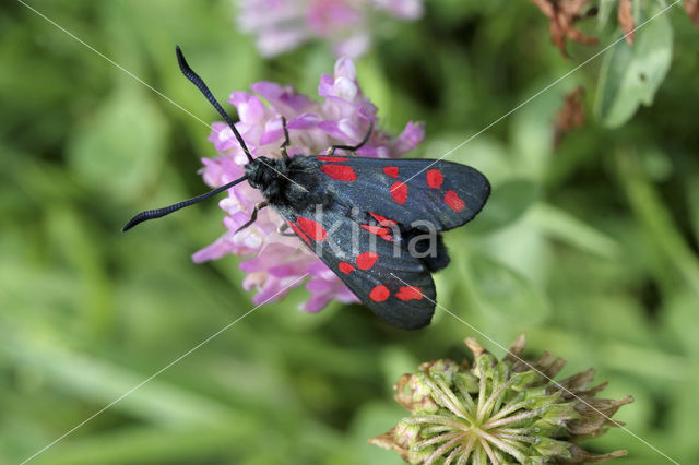 Sint-Jansvlinder (Zygaena filipendulae)