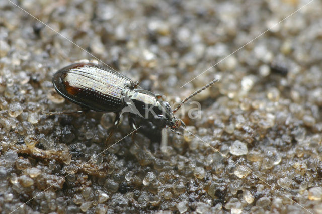 Slank Schorpriempje (Bembidion normannum)