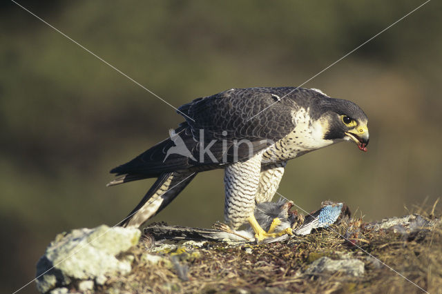 Slechtvalk (Falco peregrinus)
