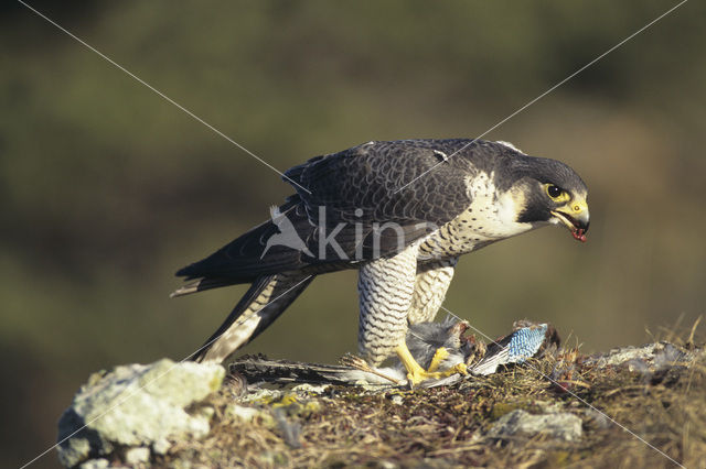 Slechtvalk (Falco peregrinus)