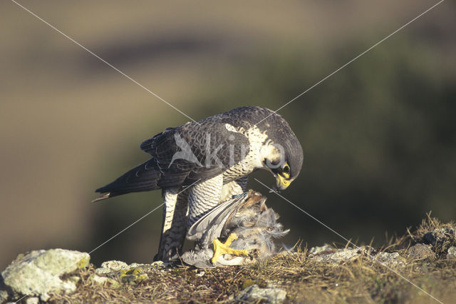 Slechtvalk (Falco peregrinus)