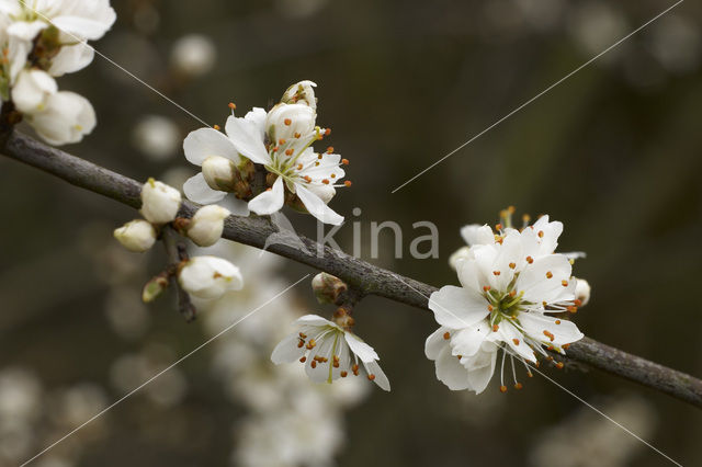 Sleedoorn (Prunus spinosa)