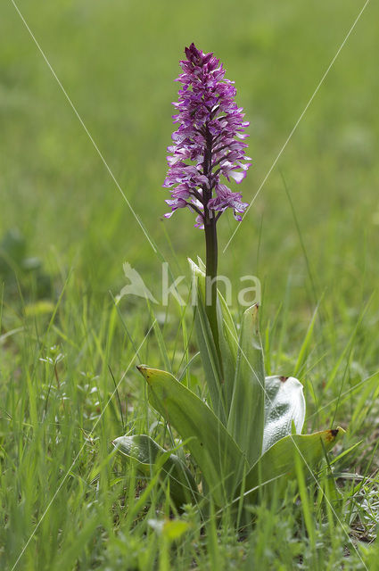 Soldaatje x Purperorchis (Orchis militaris x Orchis purpurea)