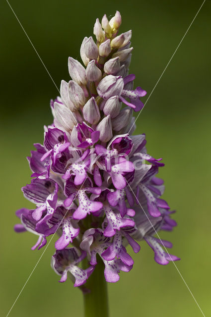 Soldaatje (Orchis militaris)