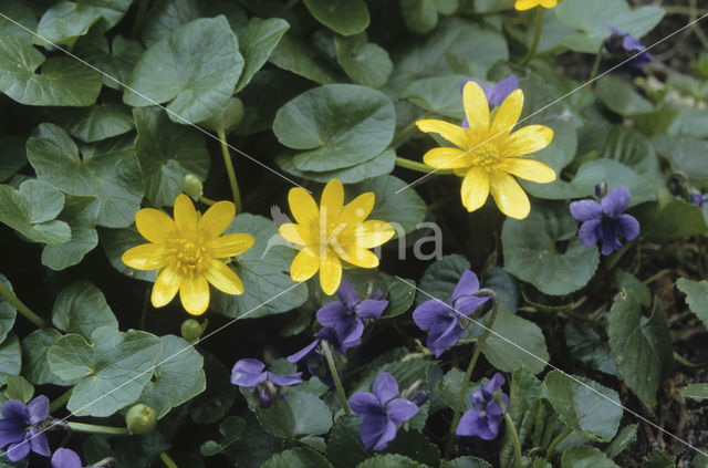 Lesser Celandine (Ranunculus ficaria)