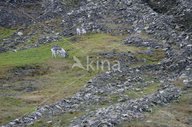 Spitsbergen Rendier (Rangifer tarandus platyrhynchus)