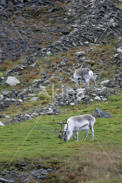 Spitsbergen Rendier (Rangifer tarandus platyrhynchus)