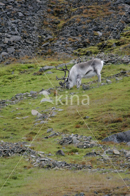 Spitsbergen Rendier (Rangifer tarandus platyrhynchus)