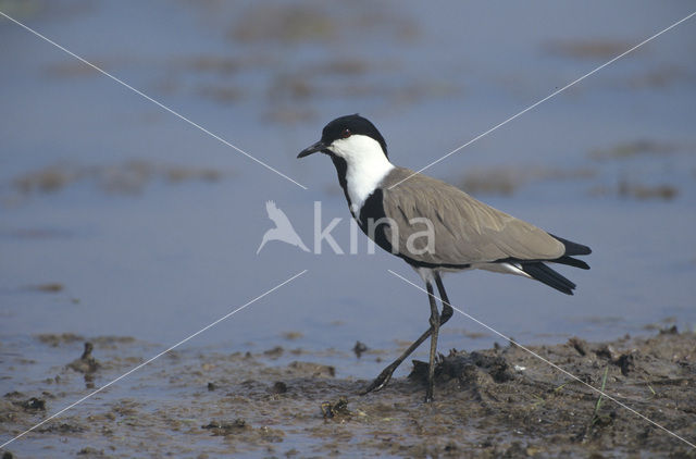 Sporenkievit (Vanellus spinosus)