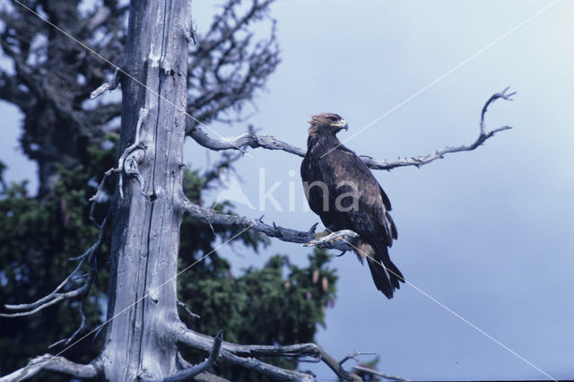 Golden Eagle (Aquila chrysaetos)