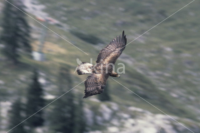 Steenarend (Aquila chrysaetos)