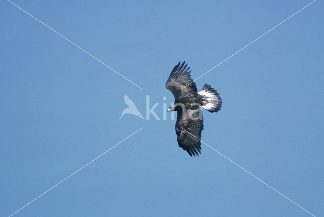 Steenarend (Aquila chrysaetos)