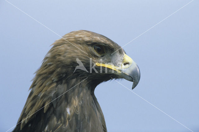 Steenarend (Aquila chrysaetos)