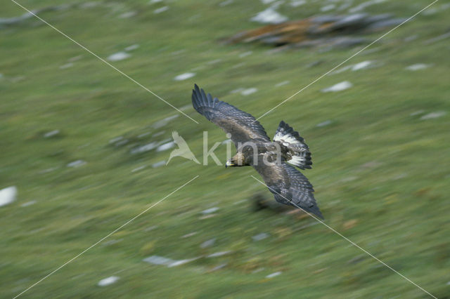 Golden Eagle (Aquila chrysaetos)