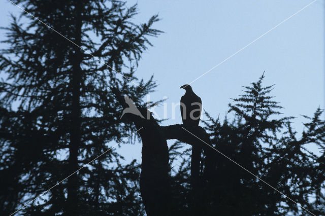 Golden Eagle (Aquila chrysaetos)