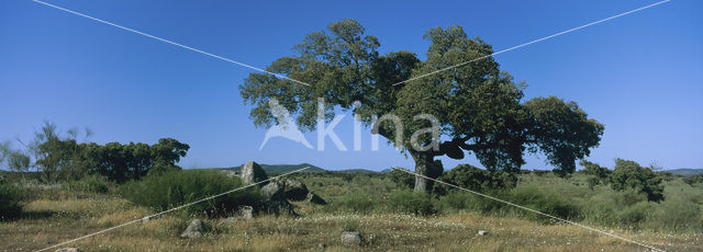 Steeneik (Quercus ilex)