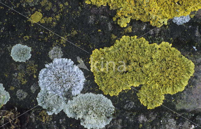 Common orange lichen (Xanthoria parietina)