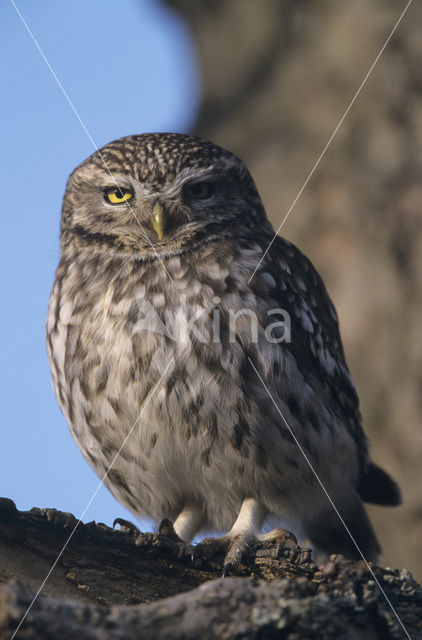 Little Owl (Athene noctua)