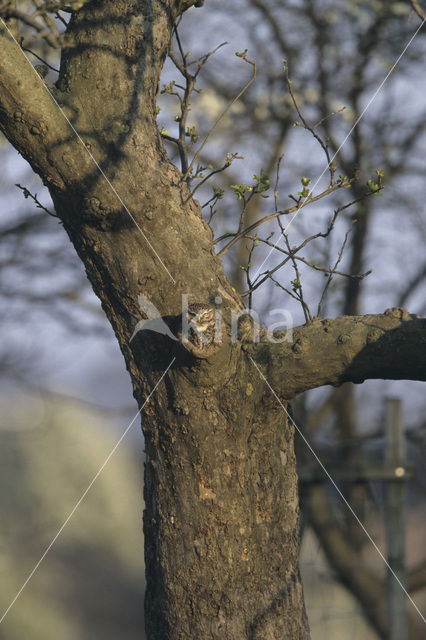 Steenuil (Athene noctua)