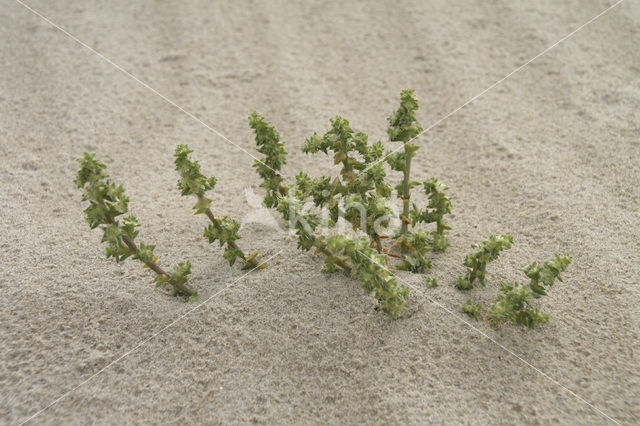 Stekend loogkruid (Salsola kali subsp. kali)