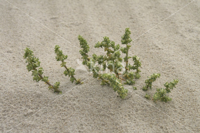 Stekend loogkruid (Salsola kali subsp. kali)