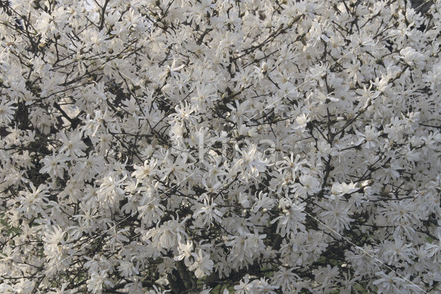 star magnolia (Magnolia stellata)