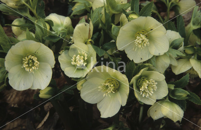 Stinking Hellebore (Helleborus foetidus)