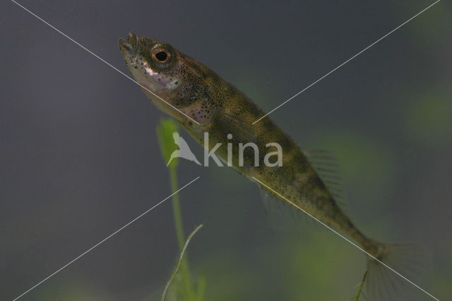 Ninespine Stickleback (Pungitius pungitius)