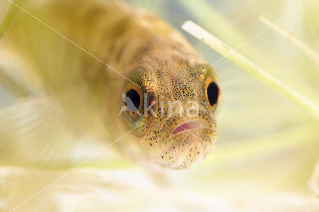 Ninespine Stickleback (Pungitius pungitius)