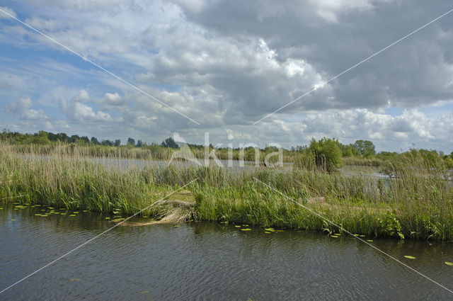 Tienhovense plassen