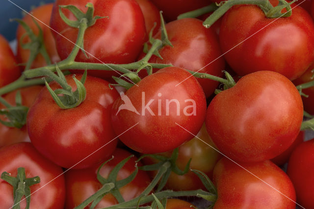 Tomato (Solanum lycopersicum)