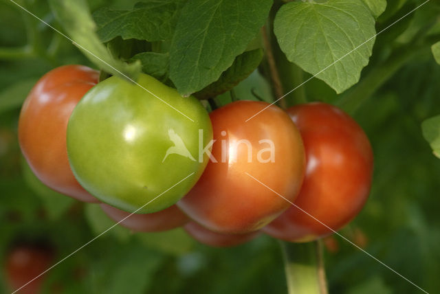 Tomaat (Solanum lycopersicum)