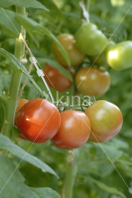 Tomato (Solanum lycopersicum)