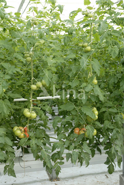 Tomaat (Solanum lycopersicum)