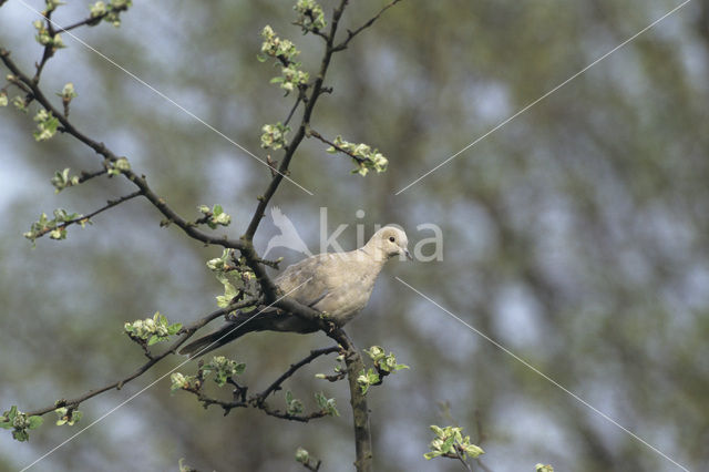 Turkse Tortel (Streptopelia decaocto)