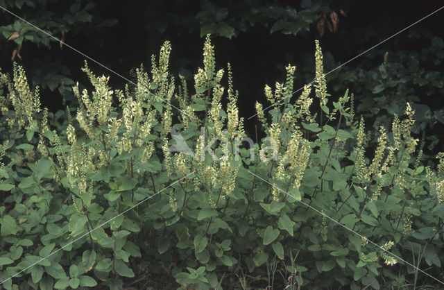 Valse salie (Teucrium scorodonia)