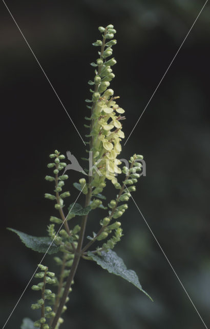 Valse salie (Teucrium scorodonia)