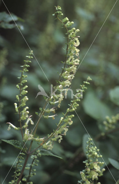 Valse salie (Teucrium scorodonia)