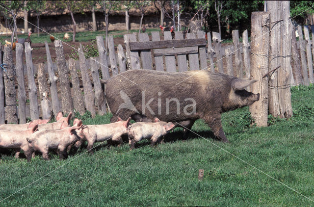 Pig (Sus domesticus)