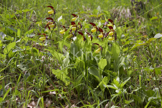 Lady’s slipper (Cypripedium calceolus)