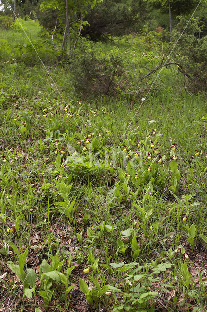 Lady’s slipper (Cypripedium calceolus)