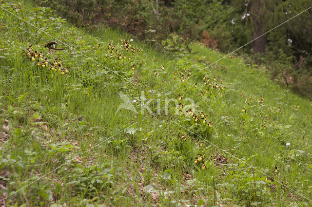 Lady’s slipper (Cypripedium calceolus)