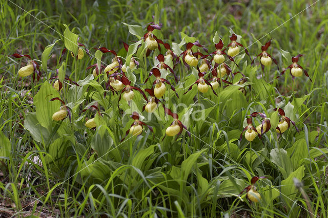 Lady’s slipper (Cypripedium calceolus)