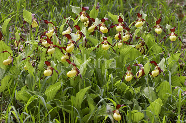 Lady’s slipper (Cypripedium calceolus)