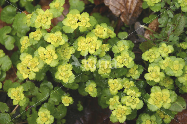 Alternate-leaved Golden Saxifrage (Chrysosplenium alternifolium)