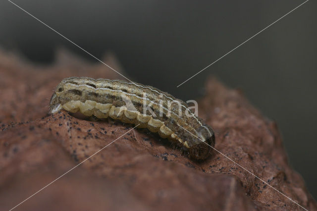 Square-spot Rustic (Xestia xanthographa)