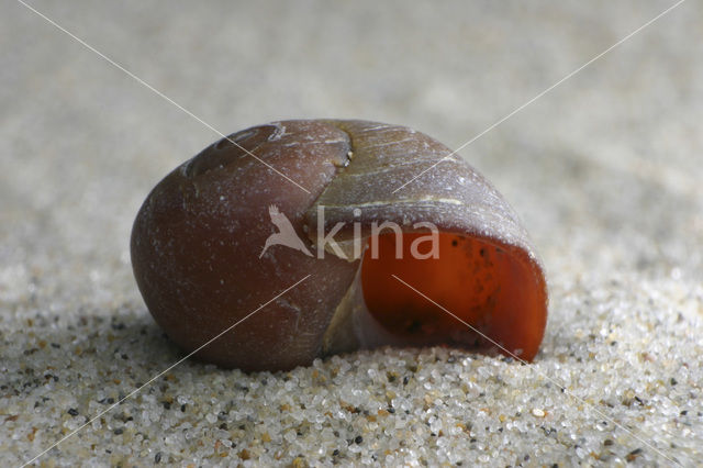 Flat Periwinkle (Littorina fabalis)