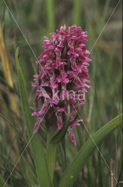 Vleeskleurige orchis (Dactylorhiza incarnata)