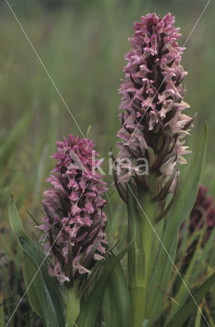 Early Marsh-orchid (Dactylorhiza incarnata)